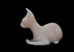 Tattooable Silicone Sphynx Cat